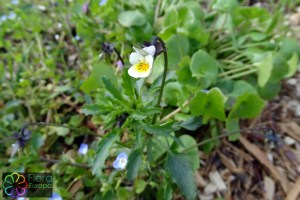 Viola arvensis (2)